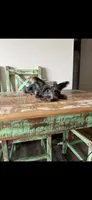 Blue Merle Yorkie Jolie 🩷, a female Yorkshire Terrier for sale in Campbell, TX – 7 of 9
