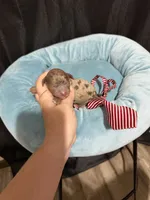 Akc Clear Chocolate Merle Phantom Red Tie, a male Poodle - Miniature  for sale in Campbell, TX – 4 of 10