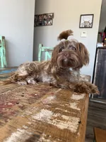 KB Chocolate Yorkie Girl Cocobean, a female Yorkshire Terrier for sale in Campbell, TX – 2 of 10