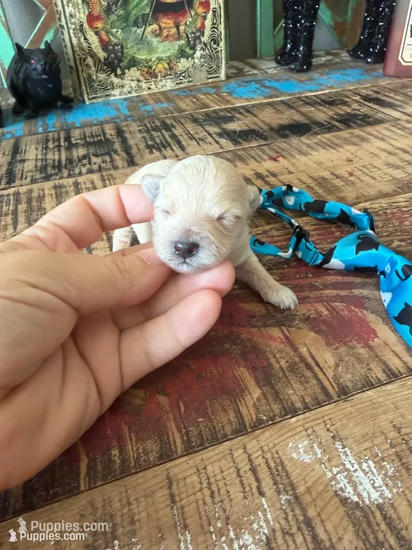 Cali’s Apricot Maltipoo Blue Tie – Maltipoo puppy for sale in Campbell, TX