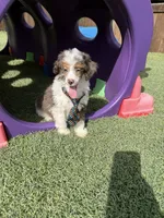 Akc Clear 🧬 Tested Blue Merle Phantom Parti Boy- Carries Brown, a male Poodle - Miniature  for sale in Campbell, TX – 7 of 10
