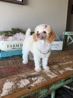 Akc Clear 🧬 Tested Chocolate Phantom Parti Girl, a female Poodle - Toy  for sale in Campbell, TX – 7 of 9