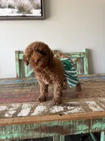 Akc Clear 🧬 Tested Red Poodle Boy 💙 bb, a male Poodle - Toy  for sale in Campbell, TX – 9 of 10