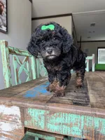 Akc Clear 🧬 Tested Black Phantom Girl, a female Poodle - Miniature  for sale in Campbell, TX – 5 of 10