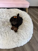 Akc Clear 🧬 Black Phantom Girl 🩷, a female Poodle - Miniature  for sale in Campbell, TX – 2 of 10