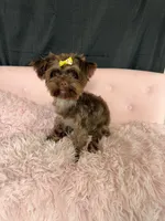 KB Chocolate Yorkie 🩷, a female Yorkshire Terrier for sale in Campbell, TX – 8 of 10