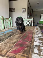 Akc Clear 🧬 Tested Black Phantom Girl, a female Poodle - Miniature  for sale in Campbell, TX – 8 of 10