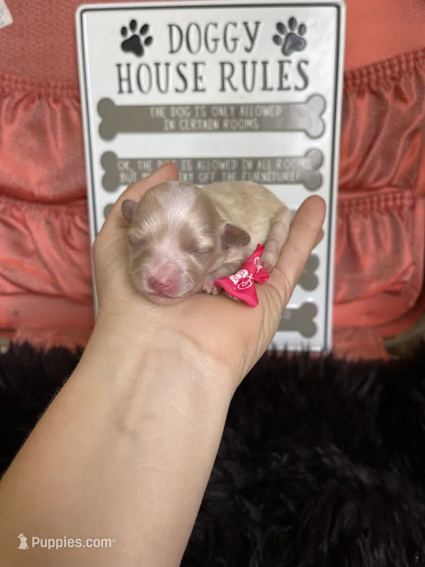 Maltipoo! Pink Bow! Girl! 🩷 – Maltipoo puppy for sale in Campbell, TX