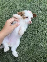Akc Clear 🧬 Tested Chocolate Phantom Parti , a female Poodle - Miniature  for sale in Campbell, TX – 7 of 10
