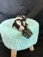 Akc Clear 🧬 Chocolate Phantom Parti Boy, a male Poodle - Miniature  for sale in Campbell, TX – 4 of 10