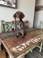 Akc Clear Chocolate Phantom Animal Genetics tested , a male Poodle - Miniature  for sale in Campbell, TX – 3 of 9
