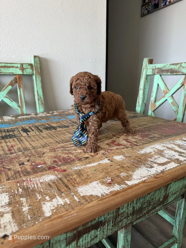 Akc Red Toy Poodle Boy – Poodle - Toy  puppy for sale in Campbell, TX