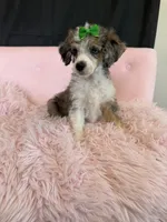 Akc Clear 🧬 Blue Merle Phantom Parti 🩷, a female Poodle - Miniature  for sale in Campbell, TX – 9 of 10