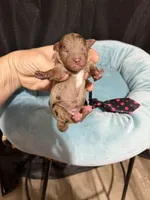Akc Clear Chocolate Merle Phantom Black Tie, a male Poodle - Miniature  for sale in Campbell, TX – 10 of 10