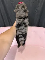Akc Clear 🧬 Tested Blue Merle Phantom 🩷, a female Poodle - Miniature  for sale in Campbell, TX – 9 of 10