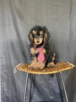 Akc 🧬 Tested Clear Black Phantom Boy 💙, a male Poodle - Miniature  for sale in Campbell, TX – 7 of 10
