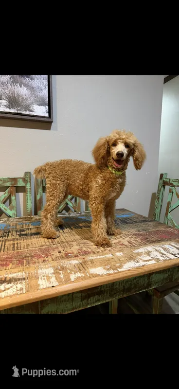 Akc Clear Red Phantom bb 💙 – Poodle - Miniature  puppy for sale in Campbell, TX
