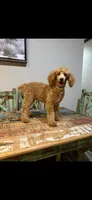Akc Clear Red Phantom bb 💙, a male Poodle - Miniature  for sale in Campbell, TX – 1 of 1