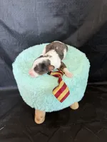 Akc Clear 🧬 tested Blue Merle Parti Gold Tie, a male Poodle - Miniature  for sale in Campbell, TX – 5 of 10