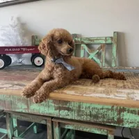 Akc Clear 🧬 Red Boy, a male Poodle - Miniature  for sale in Campbell, TX – Photo 4 of 8