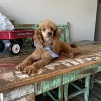 Akc Clear 🧬 Red Boy, a male Poodle - Miniature  for sale in Campbell, TX – Photo 6 of 8