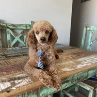 Akc Clear 🧬 Red Boy, a male Poodle - Miniature  for sale in Campbell, TX – Photo 7 of 8
