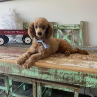Akc Clear 🧬 Red Boy, a male Poodle - Miniature  for sale in Campbell, TX – Photo 3 of 8