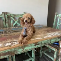 Akc Clear 🧬 Red Boy, a male Poodle - Miniature  for sale in Campbell, TX – Photo 2 of 8