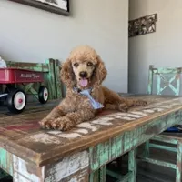 Akc Clear 🧬 Red Boy, a male Poodle - Miniature  for sale in Campbell, TX – Photo 1 of 8