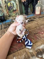 Cali’s Apricot Maltipoo! Blue & White Tie, a male Maltipoo for sale in Campbell, TX – 6 of 10