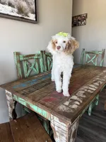 Akc Clear 🧬 Tested Chocolate Phantom Parti, a female Poodle - Miniature  for sale in Campbell, TX – 3 of 10