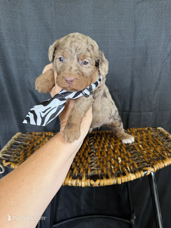 Akc Clear Chocolate Merle Phantom Black Tie – Poodle - Miniature  puppy for sale in Campbell, TX