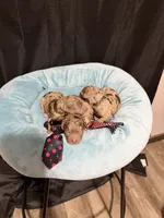 Akc Clear Chocolate Merle Phantom Blue Tie, a male Poodle - Miniature  for sale in Campbell, TX – 10 of 10