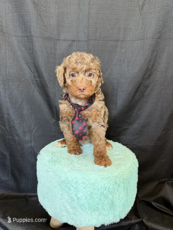 Akc Clear Chocolate Merle Phantom Black Tie – Poodle - Miniature  puppy for sale in Campbell, TX