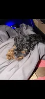 Akc Tiny Black Phantom Boy 💙, a male Poodle - Toy  for sale in Campbell, TX – 10 of 10