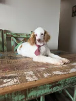 Akc Clear Red bb hidden Merle Parti Boy, a male Poodle - Miniature  for sale in Campbell, TX – 6 of 10