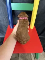 Akc Red Toy Poodle 💙, a male Poodle - Toy  for sale in Campbell, TX – 6 of 10