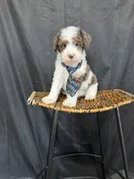 Akc Clear 🧬 Tested Blue Merle Phantom Parti 💙, a male Poodle - Miniature  for sale in Campbell, TX – 9 of 10