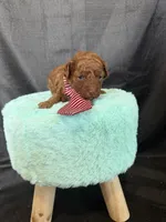 Akc 🧬 Clear Red bb Boy 💙, a male Poodle - Toy  for sale in Campbell, TX – 3 of 10