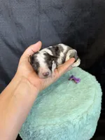 Akc Clear 🧬 tested Blue Merle Phantom Parti Girl Purple Bow, a female Poodle - Miniature  for sale in Campbell, TX – 9 of 10