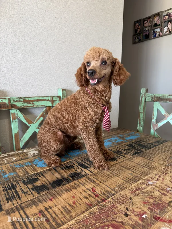 Akc 🧬 Clear Bred the Color Red Boy – Poodle - Miniature  puppy for sale in Campbell, TX