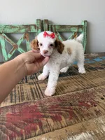 Akc Clear 🧬 Tested Chocolate Phantom Parti Girl 🩷, a female Poodle - Miniature  for sale in Campbell, TX – 8 of 10
