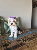 Blue Merle Parti Blue eyes Olive, a female Yorkshire Terrier for sale in Campbell, TX – 7 of 10