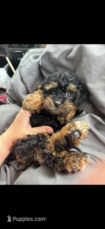 Akc Tiny Black Phantom Boy 💙 – Poodle - Toy  puppy for sale in Campbell, TX
