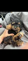 Akc Tiny Black Phantom Boy 💙, a male Poodle - Toy  for sale in Campbell, TX – 1 of 10