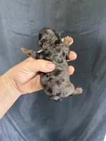 Akc Clear Blue Merle Phantom Boy 💙, a male Poodle - Miniature  for sale in Campbell, TX – 4 of 6