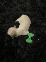 Maltipoo! Girl! Green Bow! 💚, a female Maltipoo for sale in Campbell, TX – 5 of 10