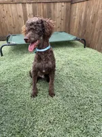 Akc Clear Chocolate Phantom Animal Genetics tested , a male Poodle - Miniature  for sale in Campbell, TX – 9 of 9