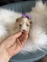Maltipoo! Purple Bow 💜, a female Maltipoo for sale in Campbell, TX – 10 of 10