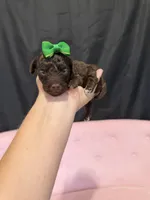 Akc Clear 🧬 tested Chocolate Phantom 🩷, a female Poodle - Miniature  for sale in Campbell, TX – 6 of 10